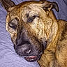 animal, blanket, brown_fur, caption, close_up, cute, dog, ear, expression, face, funny, indoor, mouth, nostril, pet, purple, quilted, resting, sleeping, text_overlay