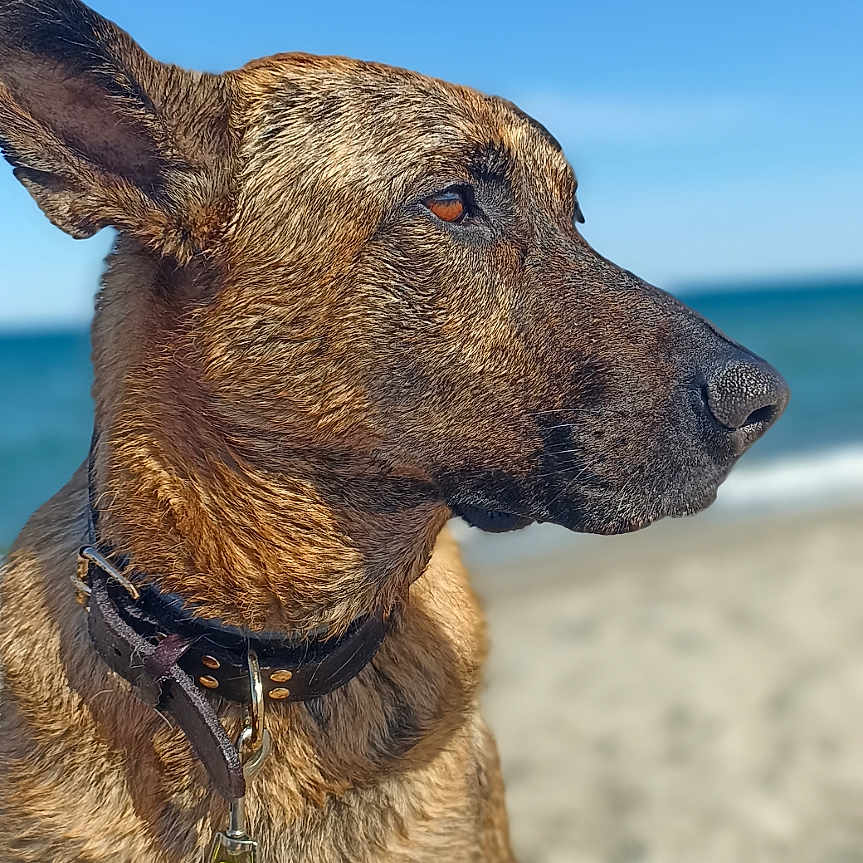 Skoll participe au concours pour gagner de l'argent avec cette photo : dog, beach, sand, ocean, sky, collar, leash, pet, canine, outdoor, sunlight, animal, portrait, brown, sitting, nature, daytime, water, coast, calm