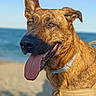 Skoll a rejoint le concours — aidez-le/la à gagner de superbes lots ! dog, beach, sand, ocean, sky, sunlight, collar, tongue, pet, canine, outdoor, summer, happy, animal, brown, portrait, nature, daytime, one_ear_up, closeup