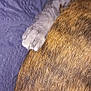 cat_paw, dog_back, claws, gray_fur, brown_fur, close_up, texture, blanket, pet, animal, domestic, cozy, resting, sleeping, indoor, fur, paw, companion, friendship, pets
