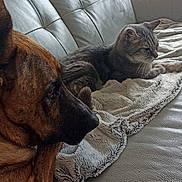 Charlie a rejoint le concours — aidez-le/la à gagner de superbes lots ! dog, cat, couch, blanket, leather, indoor, pet, resting, tabby_cat, brown_dog, window, furry, animal, companion, relaxed, home, cozy, fur, side_view, domestic