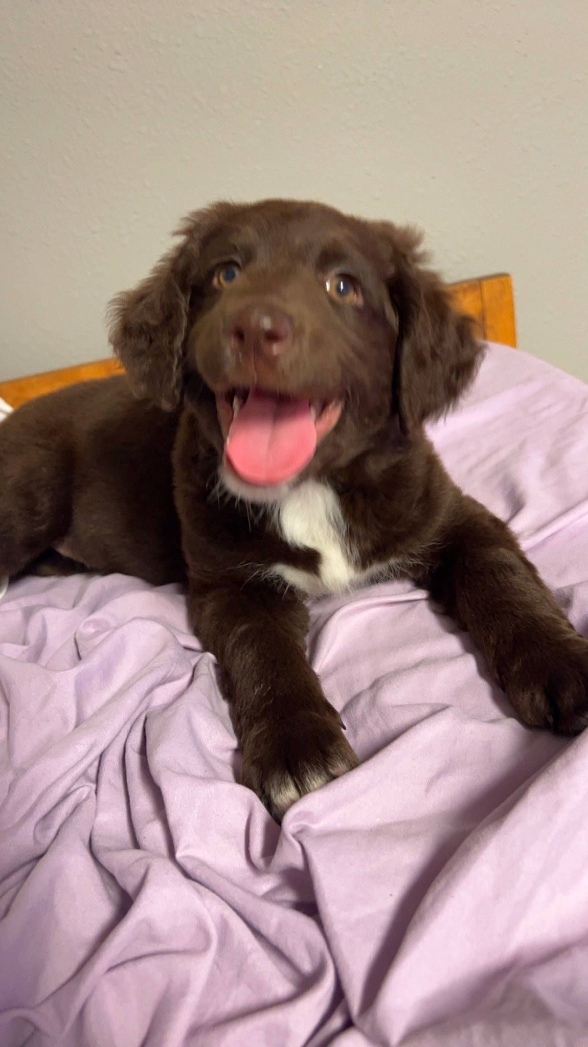 Olie is registered to the contest to win money with this photo: borador, canidae, carnivore, comfort, companion_dog, dog, dog_breed, fang, fur, gun_dog, liver, pointing_breed, puppy, retriever, snout, spaniel, sporting_group, terrestrial_animal, whiskers, working_animal