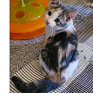 Louise is registered to the contest to win money with this photo: animal, calico_cat, cardboard_box, cat, cozy, curious, cute, fur, home, indoor, patchwork, pattern, pet, play, quilt, sitting, soft_light, striped, tail, toy