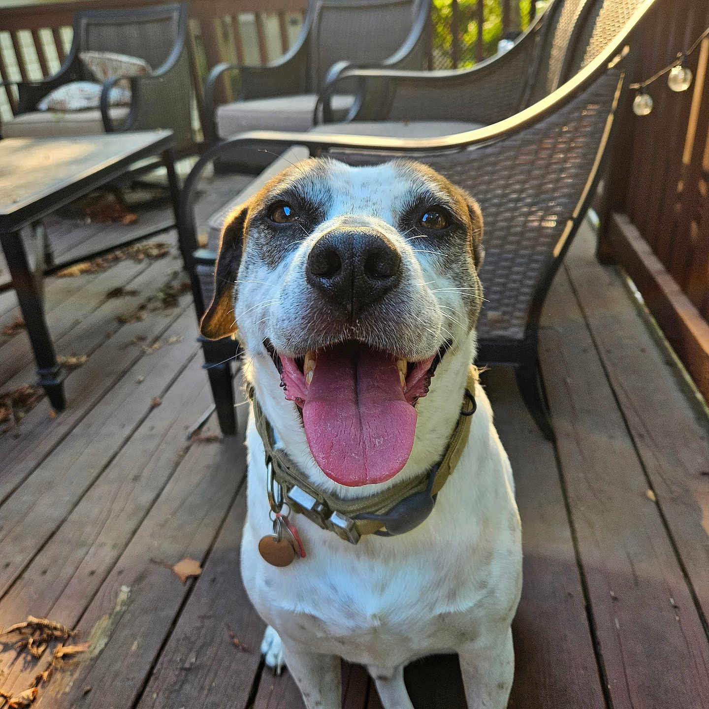 Ozzy joined the competition — help win amazing prizes! animal, architecture, bench, building, canine, chair, deck, desk, diningtable, dog, furniture, hound, house, housing, patio, pet, plywood, porch, table, wood