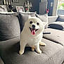 animal, artwork, couch, cozy, decor, dog, fur, happy, home, indoor, living_room, pet, photograph, pillow, portrait, remote_control, smiling, sofa, tongue_out, white_dog