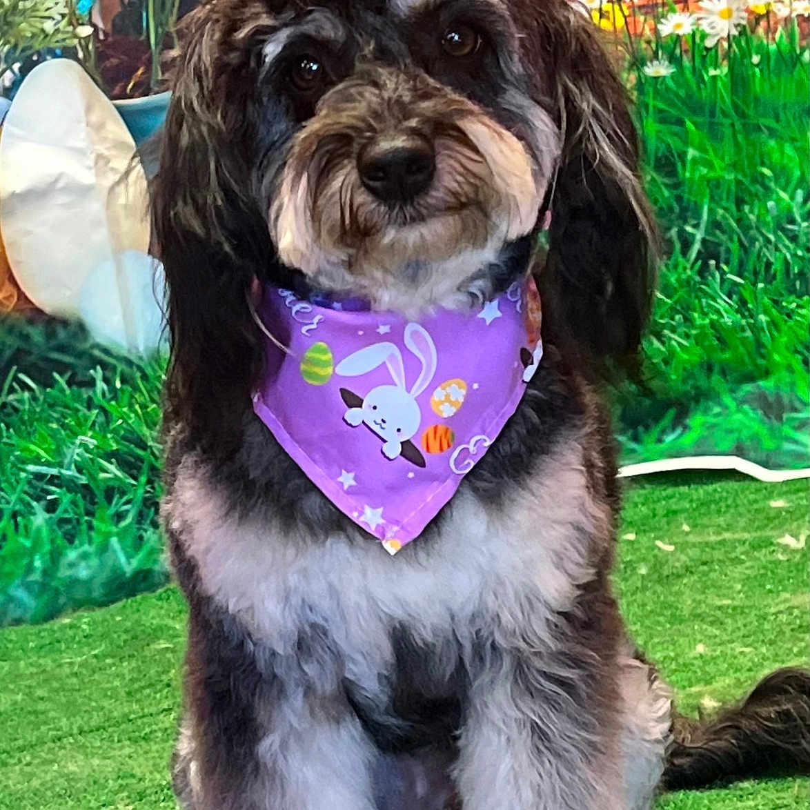 Amity joined the competition — help win amazing prizes! accessories, animal, backyard, bandana, canine, dog, flower, formalwear, grass, headband, jar, nature, pet, plant, planter, pottedplant, pottery, puppy, tie, vase