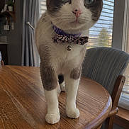 Ivory joined the competition — help win amazing prizes! animal, bell, blinds, bow_tie, cat, chair, collar, cute, dining_room, fur, green_eyes, indoors, natural_light, pet, photography, portrait, standing, whiskers, window, wooden_table