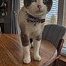 animal, bell, blinds, bow_tie, cat, chair, collar, cute, dining_room, fur, green_eyes, indoors, natural_light, pet, photography, portrait, standing, whiskers, window, wooden_table