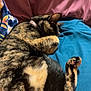 animal, blanket, blue, cat, cozy, curled_up, cute, domestic, feline, fur, indoor, paw, pet, pillow, pink, relaxation, resting, sleeping, soft, tortoiseshell_cat