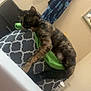 Turtle is registered to the contest to win money with this photo: animal, bathroom, bra, casual, cat, curious, cushion, feline, furniture, green_towel, human_leg, indoor, patterned, perched, pet, robe, sink, toiletries, tortoiseshell_cat, wall