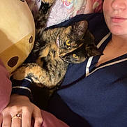 Turtle joined the competition — help win amazing prizes! blanket, casual_clothing, cat, close_up, comfort, couch, cozy, face, hand, home, indoor, nap_time, person, pet, plush_toy, relaxing, resting, ring, soft_fabric, tortoiseshell_cat