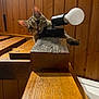 cat, tabby, wooden_beam, light_fixture, lamp, wood_paneling, curious, pet, indoor, playful, paw, animal, feline, home_interior, cozy, close_up, ears, whiskers, face, eyes