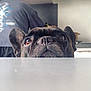 dog, french_bulldog, pet, animal, indoor, table, curious, closeup, face, ears, brown_eyes, snout, blurred_background, person, kitchen, counter, looking_up, domestic, companion, mammal
