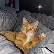 Jacki a rejoint le concours — aidez-le/la à gagner de superbes lots ! cat, ginger_cat, pet, indoor, blanket, bed, relaxed, feline, paw, fur, cozy, domestic_animal, sleepy, mammal, cute, whiskers, resting, cute_pet, home, animal