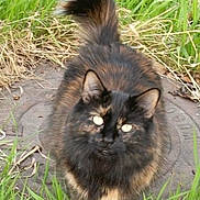 Marla Gene Hootch is registered to the contest to win money with this photo: abyssinian, angora, animal, blackcat, brasssection, cat, field, grass, grassland, horn, kitten, lawn, manx, musicalinstrument, nature, outdoors, pet, plant, slate, soil