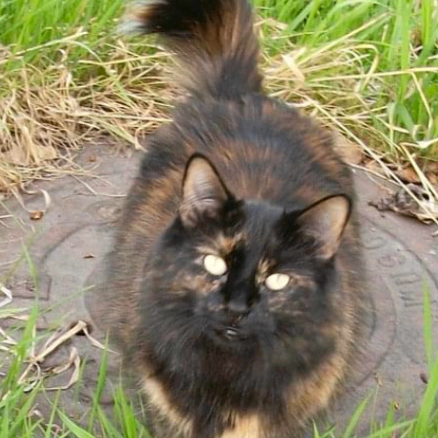 Marla Gene Hootch is registered to the contest to win money with this photo: abyssinian, angora, animal, blackcat, brasssection, cat, field, grass, grassland, horn, kitten, lawn, manx, musicalinstrument, nature, outdoors, pet, plant, slate, soil