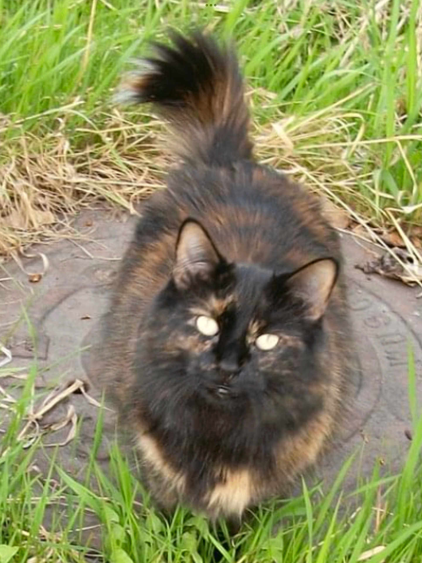 Marla Gene Hootch is registered to the contest to win money with this photo: abyssinian, angora, animal, blackcat, brasssection, cat, field, grass, grassland, horn, kitten, lawn, manx, musicalinstrument, nature, outdoors, pet, plant, slate, soil