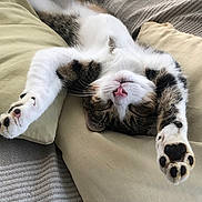 Haku participe au concours pour gagner de l'argent avec cette photo : cat, claws, comfortable, couch, cozy, cute, feline, indoor, paws, pet, pillows, pink_nose, relaxed, resting, sleeping, soft_texture, striped_fur, tabby, whiskers, white_fur
