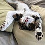 cat, claws, comfortable, couch, cozy, cute, feline, indoor, paws, pet, pillows, pink_nose, relaxed, resting, sleeping, soft_texture, striped_fur, tabby, whiskers, white_fur