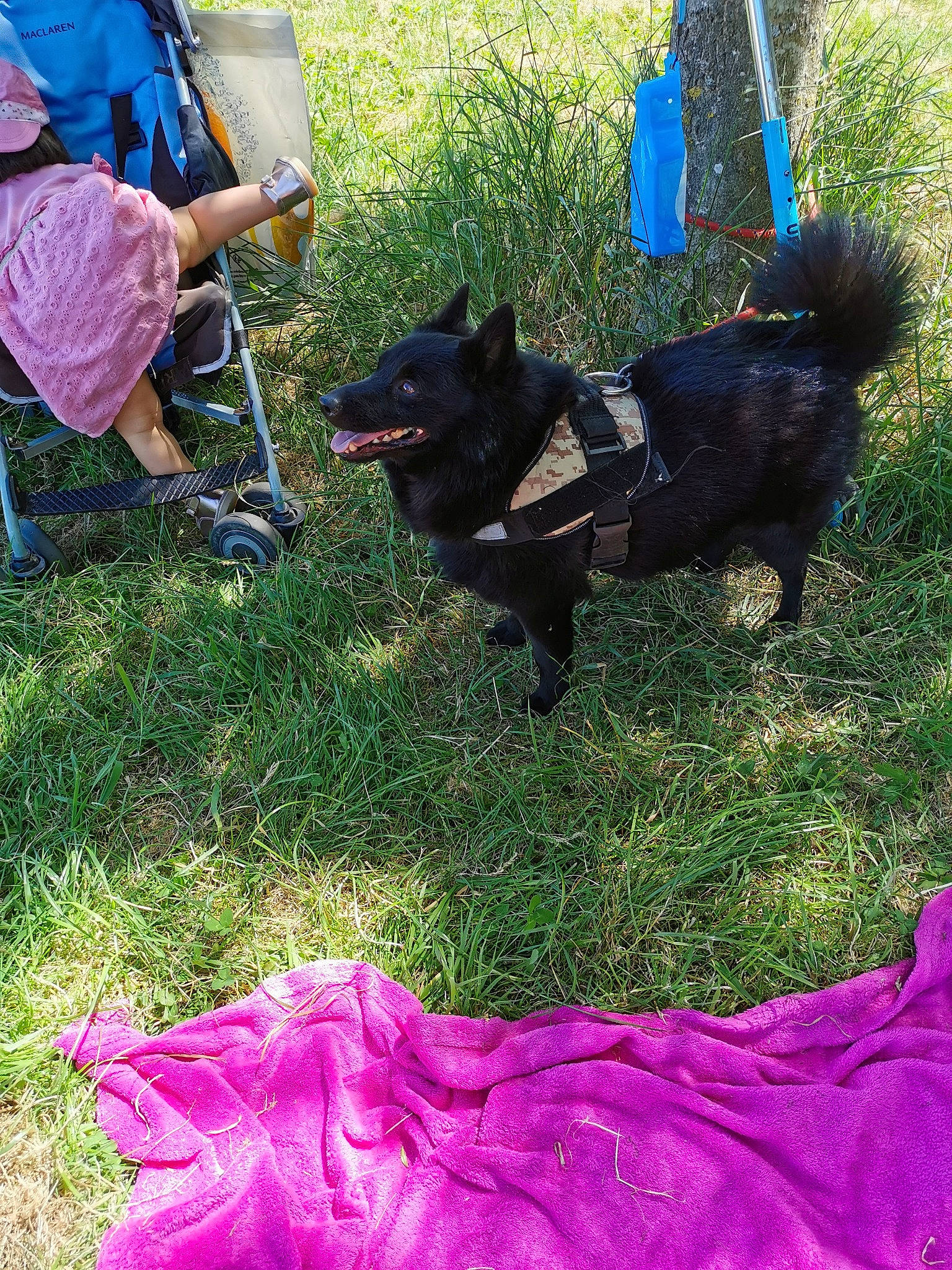 Loky a rejoint le concours — aidez-le/la à gagner de superbes lots ! black_norwegian_elkhound, canidae, carnivore, dog, dog_breed, german_spitz_mittel, grass, non_sporting_group, schipperke, spitz, sporting_group