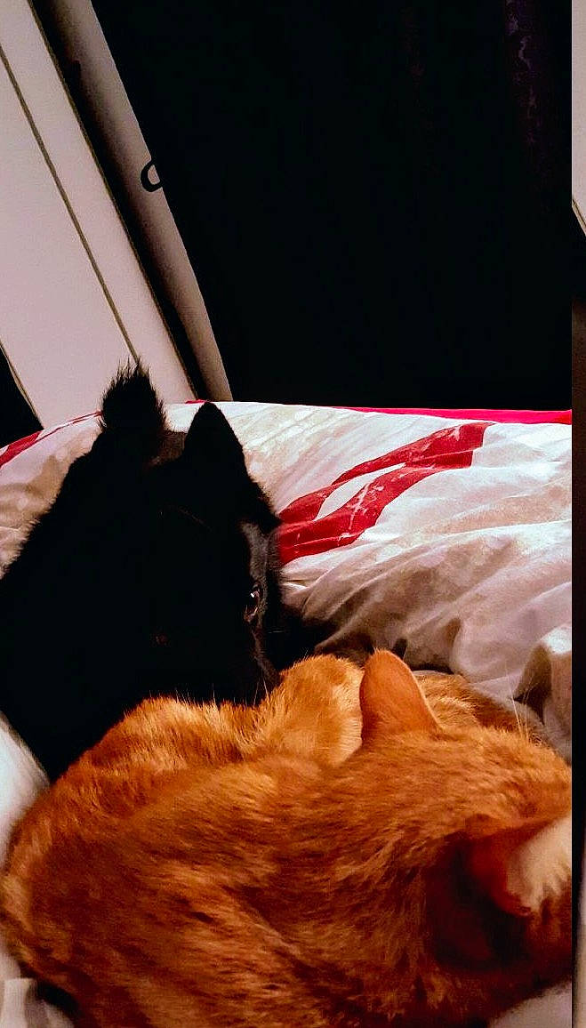 Loky a rejoint le concours — aidez-le/la à gagner de superbes lots ! canidae, carnivore, dog, dog_breed, fur, nap, sleep, sporting_group, tail