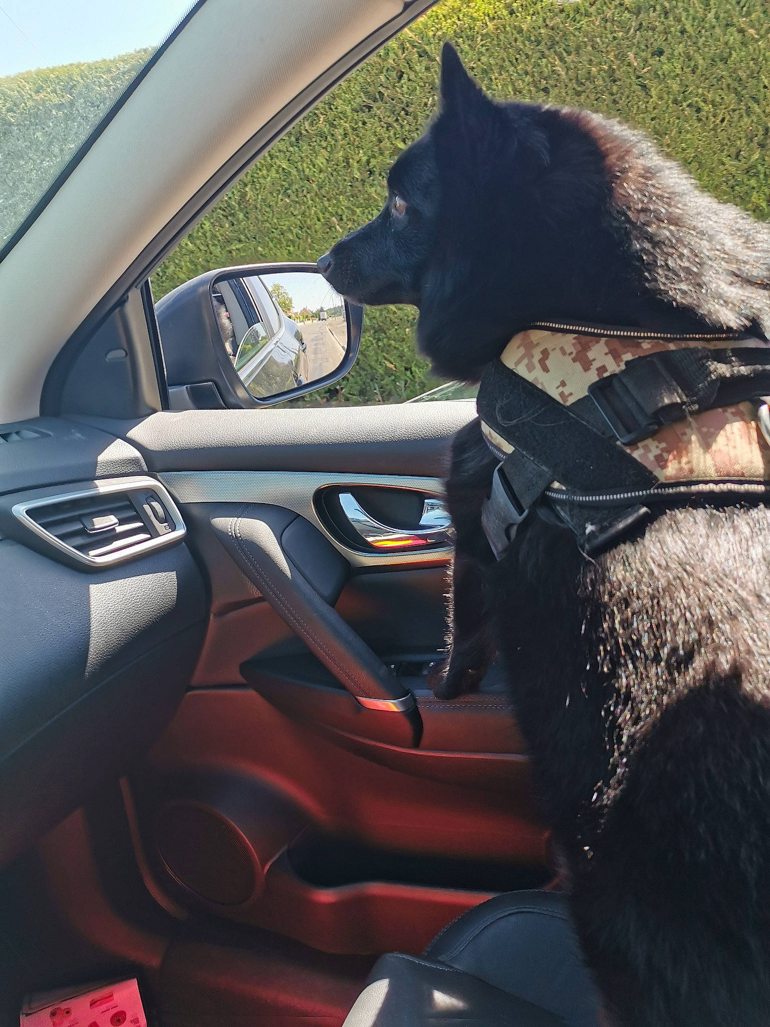 Loky a rejoint le concours — aidez-le/la à gagner de superbes lots ! auto_part, automotive_design, automotive_exterior, automotive_window_part, car, car_seat, car_seat_cover, compact_car, driving, family_car, fictional_character, horse, personal_protective_equipment, plant, steering_wheel, textile, vehicle, vehicle_door