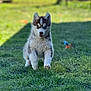 puppy, dog, husky, running, grass, outdoor, pet, animal, young, cute, playful, fur, ears, snout, nature, sunlight, green, canine, motion, happy