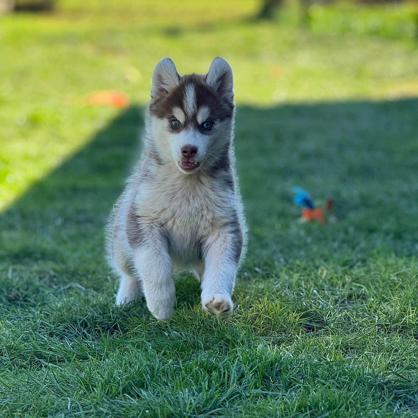 Alpha participe au concours pour gagner de l'argent avec cette photo : animal, canine, cute, dog, ears, fur, grass, green, happy, husky, motion, nature, outdoor, pet, playful, puppy, running, snout, sunlight, young