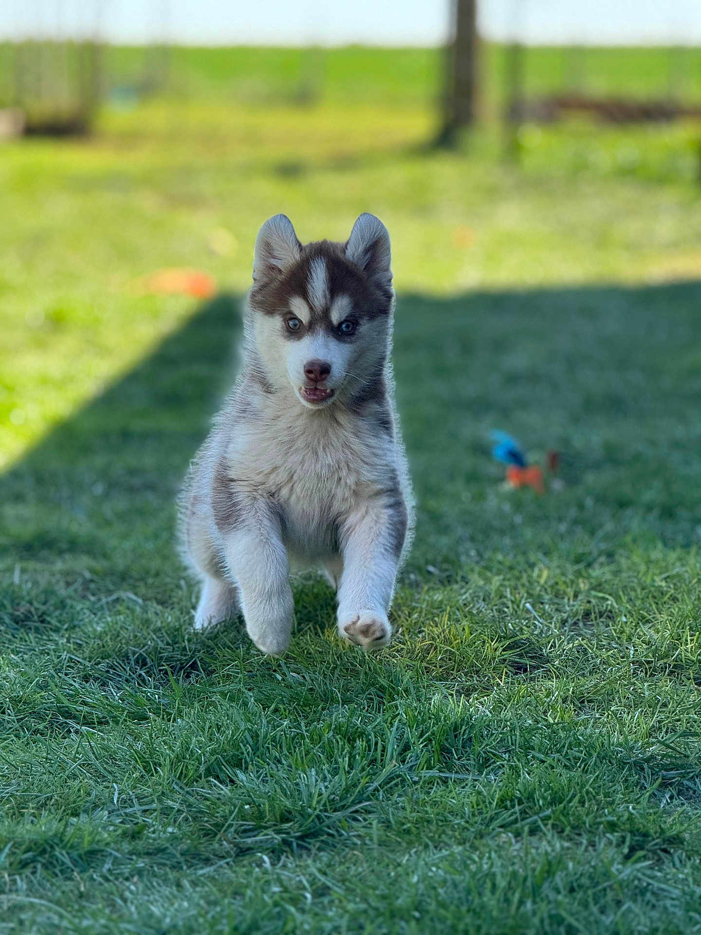 Alpha participe au concours pour gagner de l'argent avec cette photo : puppy, dog, husky, running, grass, outdoor, pet, animal, young, cute, playful, fur, ears, snout, nature, sunlight, green, canine, motion, happy