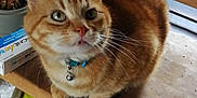 Multi participe au concours pour gagner de l'argent avec cette photo : carnivoran, cat, cat_like_mammal, domestic_short_haired_cat, kitten, photo_caption, small_to_medium_sized_cats, snout, whiskers
