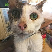 Louna participe au concours pour gagner de l'argent avec cette photo : aegean_cat, cat, cat_like_mammal, domestic_short_haired_cat, eye, fauna, fur, german_rex, kitten, small_to_medium_sized_cats, snout, snowshoe, whiskers