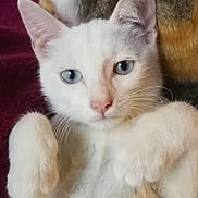 Bella participe au concours pour gagner de l'argent avec cette photo : aegean_cat, burmilla, carnivore, cat, colorpoint_shorthair, domestic_short_haired_cat, ear, eye, felidae, german_rex, javanese, khao_manee, kitten, mammal, oriental_longhair, small_to_medium_sized_cats, turkish_angora, turkish_van, vertebrate, whiskers