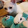 Bella a rejoint le concours — aidez-le/la à gagner de superbes lots ! asian, burmilla, carnivore, cat, colorpoint_shorthair, cornish_rex, devon_rex, domestic_short_haired_cat, felidae, german_rex, javanese, khao_manee, kitten, mammal, ojos_azules, oriental_shorthair, small_to_medium_sized_cats, turkish_angora, vertebrate, whiskers