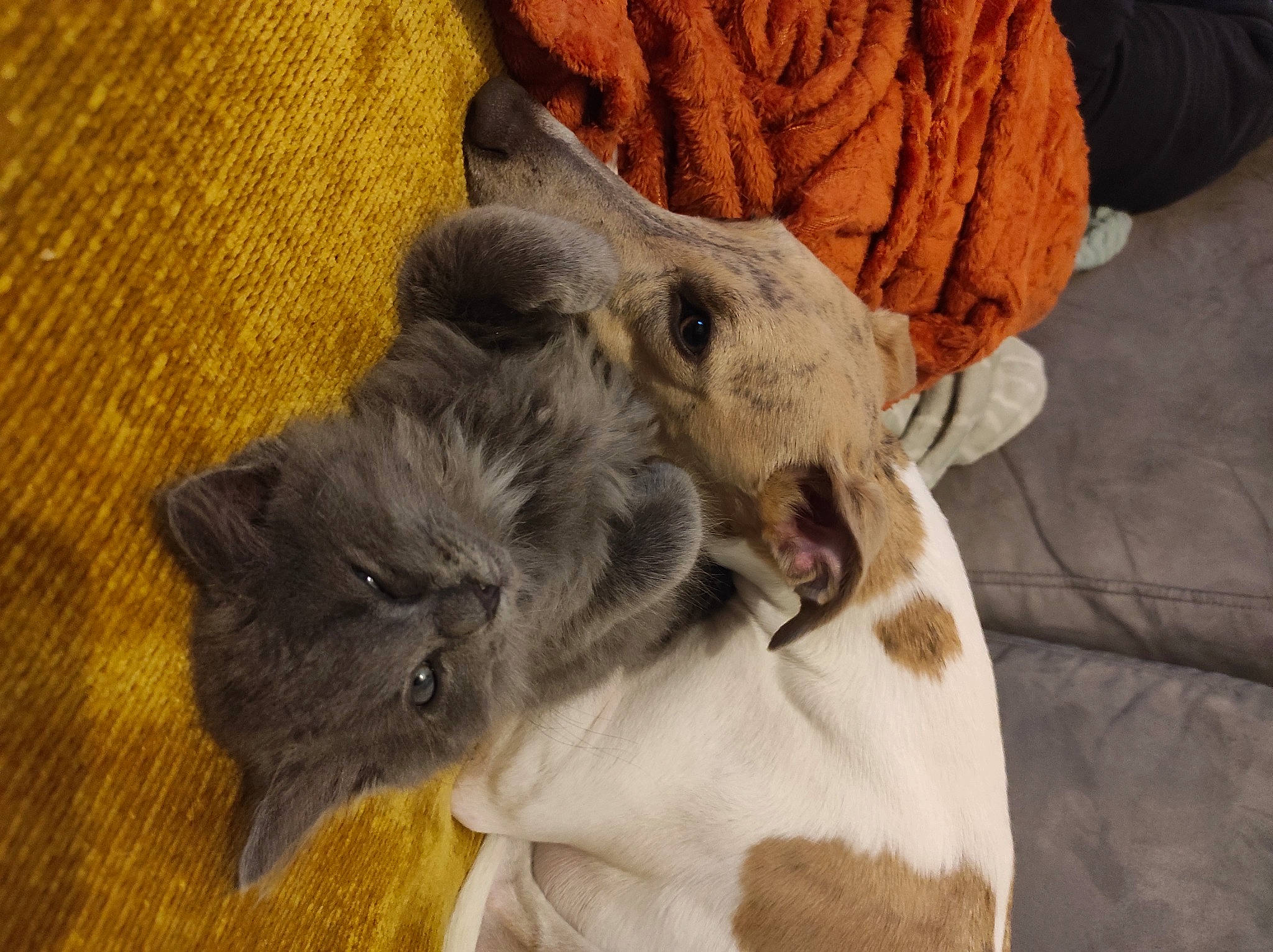 Kaïpi a rejoint le concours — aidez-le/la à gagner de superbes lots ! canidae, carnivore, claw, comfort, companion_dog, dog_breed, ear, fawn, felidae, fur, grey, livestock, sheep, small_to_medium_sized_cats, snout, sporting_group, tail, whiskers, wood, working_animal