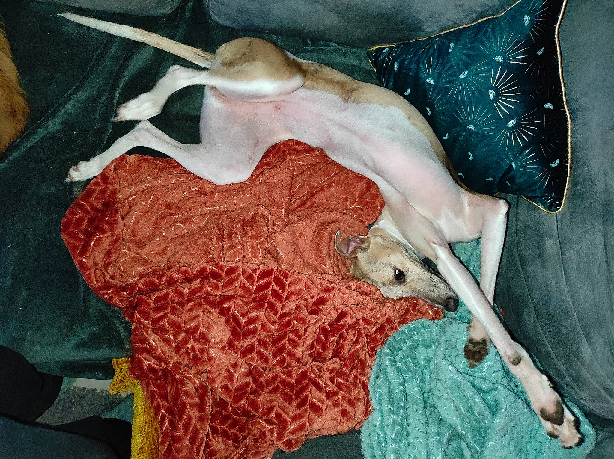 Kaïpi a rejoint le concours — aidez-le/la à gagner de superbes lots ! abdomen, art, electric_blue, event, eyelash, fashion_accessory, fashion_design, feather, linens, neck, pattern, peach, shoulder, silk, sleeve, textile, trunk, visual_arts, waist, wrist