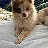 Astra a rejoint le concours — aidez-le/la à gagner de superbes lots ! adorable, animal, bed, blanket, companion, cozy, cute, dog, domestic, fluffy, fur, indoor, looking_at_camera, lying_down, pet, pillow, puppy, small, soft, young