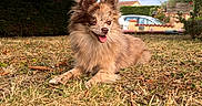 Astra participe au concours pour gagner de l'argent avec cette photo : animal, canine, car, daytime, dog, fur, garden, grass, happy, hedge, leaf, nature, outdoor, pet, resting, small_dog, summer, sunlight, tongue_out, tree