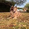 animal, canine, car, daytime, dog, fur, garden, grass, happy, hedge, leaf, nature, outdoor, pet, resting, small_dog, summer, sunlight, tongue_out, tree