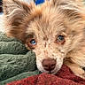 animal, blanket, brown_nose, close_up, cozy, cute, dog, ears, fluffy, fur, heterochromia, indoor, lying_down, pet, portrait, relaxed, resting, sleepy, soft_texture, warm_colors