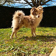 Astra participe au concours pour gagner de l'argent avec cette photo : dog, outdoor, grass, tree, sky, sunlight, fluffy, pet, canine, nature, yard, daylight, animal, brown, small_dog, standing, fur, leafless_tree, blue_sky, garden