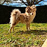 dog, outdoor, grass, tree, sky, sunlight, fluffy, pet, canine, nature, yard, daylight, animal, brown, small_dog, standing, fur, leafless_tree, blue_sky, garden
