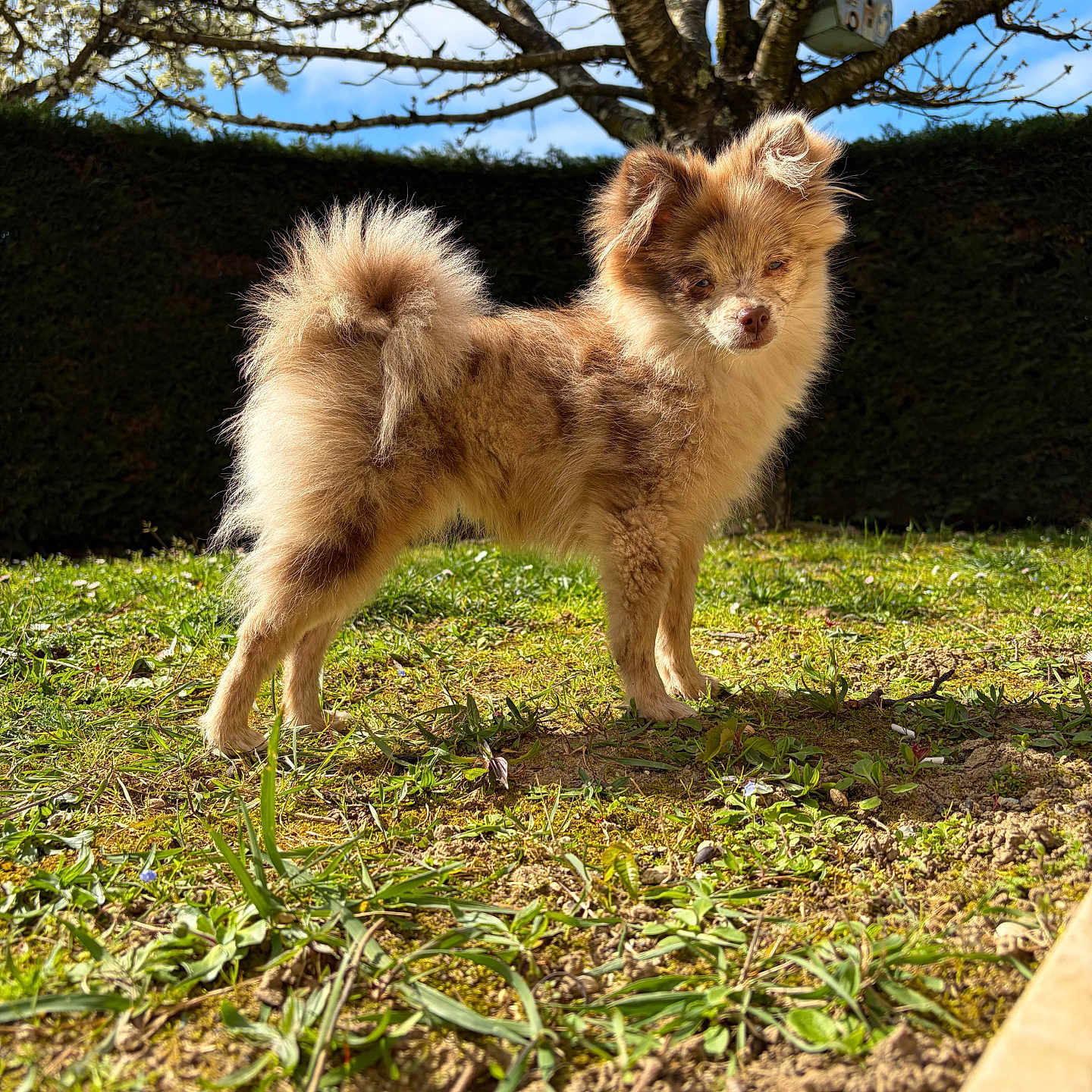 Astra participe au concours pour gagner de l'argent avec cette photo : dog, outdoor, grass, tree, sky, sunlight, fluffy, pet, canine, nature, yard, daylight, animal, brown, small_dog, standing, fur, leafless_tree, blue_sky, garden