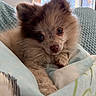 Astra participe au concours pour gagner de l'argent avec cette photo : animal, bed, blanket, closeup, companion, cozy, cute, dog, fluffy, fur, indoor, mammal, pet, puppy, relaxing, sleepy, snuggling, soft_light, window, young