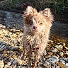 animal, brown_dog, canine, closeup, curious, daylight, dog, forest, fur, nature, outdoor, pet, portrait, riverbank, rocks, small_dog, stream, sunlight, water, wet_fur