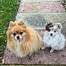 animal, brown, cute, dog, eyes, fluffy, fur, garden, grass, leash, nature, outdoor, path, pet, pomeranian, sitting, small, stone, two, white