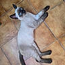 animal, blue_eyes, brown_tiles, cat, dark_points, domestic_animal, indoor, long_tail, lying_down, overhead_view, pet, photography, playful, pointed_ears, portrait, relaxed, siamese_cat, tile_floor, whiskers, white_fur