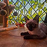 animal, blue_eyes, brown, cat, cat_toys, cat_tree, cream, feline, home, indoors, lattice, leaves, lying_down, pet, portrait, scratching_post, siamese_cat, sunlight, tile_floor, window