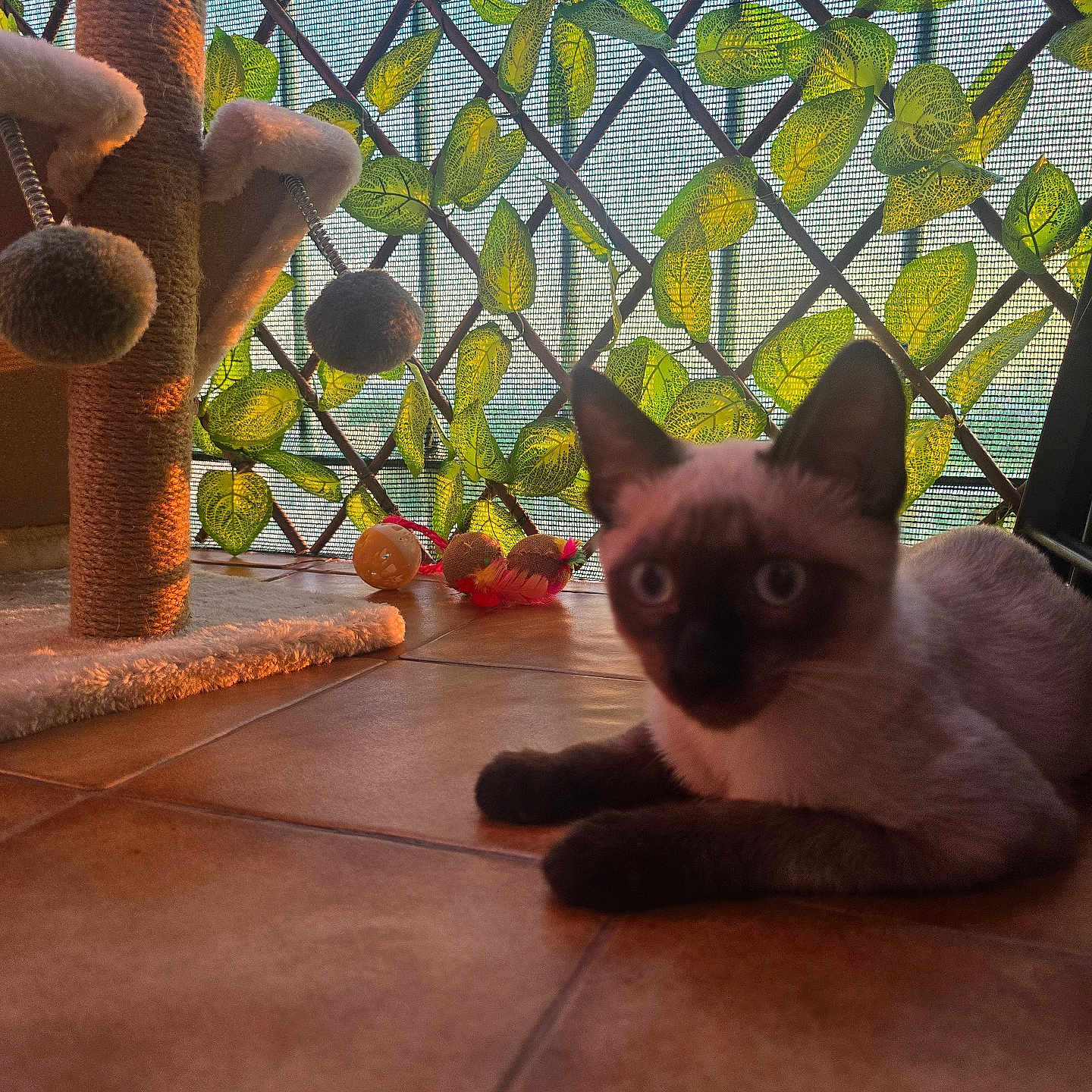 Vico a rejoint le concours — aidez-le/la à gagner de superbes lots ! animal, blue_eyes, brown, cat, cat_toys, cat_tree, cream, feline, home, indoors, lattice, leaves, lying_down, pet, portrait, scratching_post, siamese_cat, sunlight, tile_floor, window