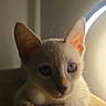 Vico a rejoint le concours — aidez-le/la à gagner de superbes lots ! blue_eyes, carpet, cat, close_up, cream_fur, ears, feline, heterochromia, home, indoor, kitten, looking_at_camera, lying_down, paws, pet, portrait, red_box, soft_lighting, sunlight, whiskers
