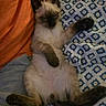 Vico participe au concours pour gagner de l'argent avec cette photo : bed, belly_up, blanket, brown_markings, cat, cozy, cream_fur, dark_face, fluffy, indoors, lying_down, orange_cushion, patterned_fabric, paws, pet, pointed_ears, relaxed, siamese_cat, sleeping, whiskers